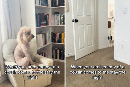Hysterics Over Dog’s Reaction to Cousin Coming for Sleepover: ‘Arch Enemy’
