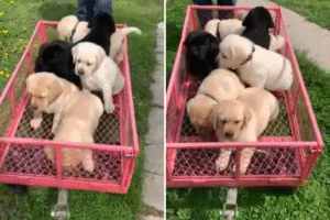 7 week old Labradors take first ever wagon ride in adorable video
