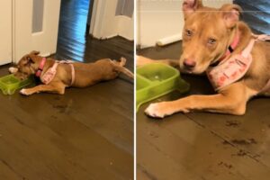 Woman Returns to Dog Left Home Alone—What She Finds Leaves Her Sobbing