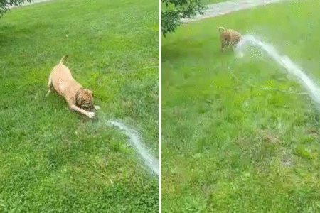 Rescue Dog Who Loves Playing With Water Wins Pet of the Week
