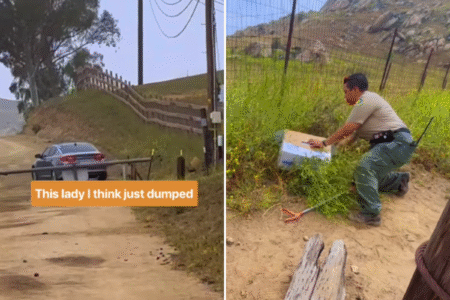Rescuer’s Message for Owner Who Threw Elderly Cat out of Car—and Drove Away