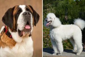 Owners Bring Home Saint Bernard, Poodle Mix—Shock at What She Grows Into