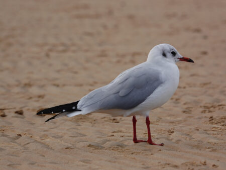 Woman Leaves Camera To Film Her Sea Dip—Seagull Steals the Show