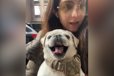 Moment Woman Realizes Pug Has Been ‘Emotionally Manipulating’ Her