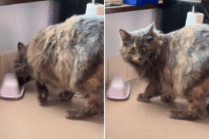 Man and Wife Finally Learn Horrifying Truth About Cat: ‘Going On for Years’