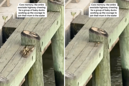 Tears as Baby Ducks Muster the Courage To Join Their Mom in the Water