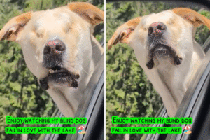 Blind Dog Discovers a Lake on First Camping Trip—His Reaction Says It All