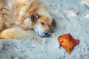 Stray Dog’s Way of ‘Paying’ for Food on Beach Leaves Viewers in Tears