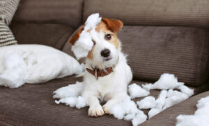 Dog Chews Hole in Sofa—Tears as Owner Reveals the Reason Why