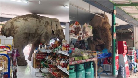 Hungry wild elephant raids grocery store in Thailand for snacks