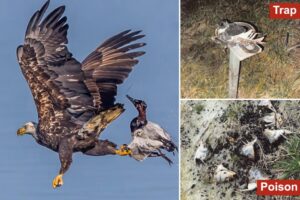 Virginia hunter gets single day in prison for killing 20 juvenile bald eagles, hawks in poisoning scheme: authorities