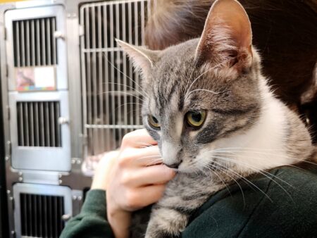 Woman Goes to Shelter Looking for Black Cat—Then Everything Changes
