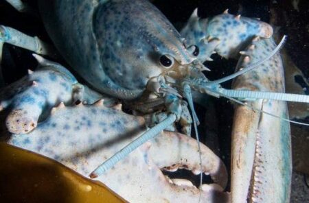 Pair of rare, multicoloured lobsters new summer stars of Dartmouth ocean centre