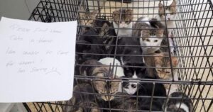 76 cats surrendered to Ontario SPCA in 4 days: ‘We couldn’t have planned for this’