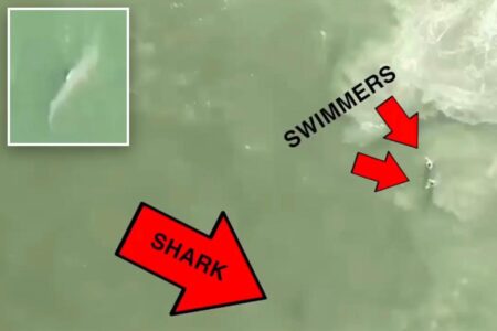 Another shark spotted 100 feet away from swimmers at Rockaway Beach, prompting closure