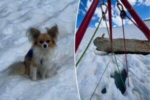 Hero chihuahua hailed for saving owner’s life after a 26-foot tumble into a ravine