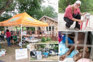 Texas animal rescue group helps ‘influx’ of missing dogs and cats as floodwaters recede: ‘Thousands of pets out there’
