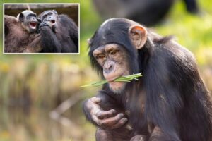 Chimpanzees engage in cheeky trendsetting behavior — proving they’re more human-like than you realize, study reveals 