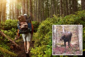 Stubborn moose refuses to budge, keeping popular NY hiking trail closed for more than a month