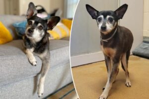 Family adopts rescue dog days after losing their beloved pooch — and makes a shocking discovery