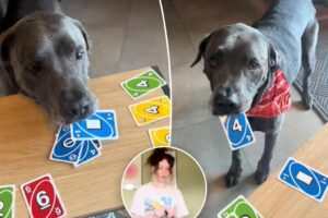 Dog owner taught her pooches a new trick — to play the card game Uno: ‘They’re used to challenges’