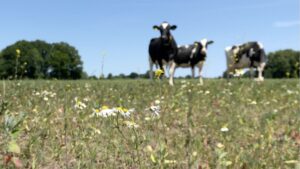 Too much manure, too little action: Dutch farming tests EU green goals