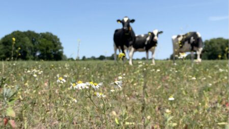 Too much manure, too little action: Dutch farming tests EU green goals