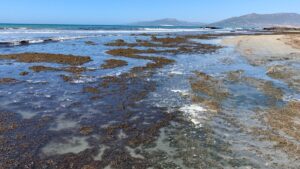 Asian algae infesting southern Spanish beaches