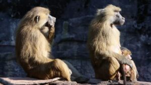 Backlash in Germany as Nürnberg Zoo kills 12 healthy baboons