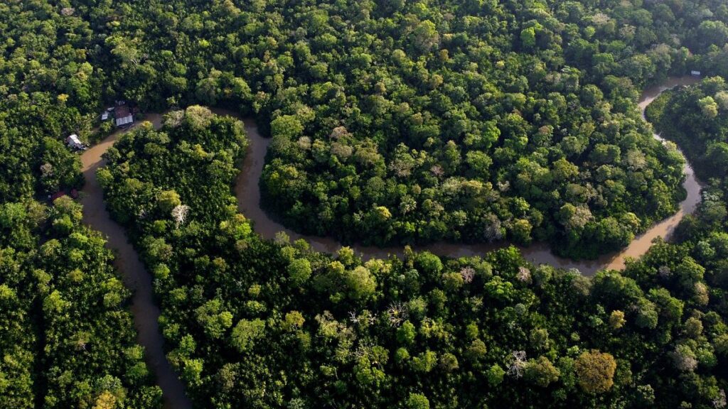 Eighteen EU countries call for EU Deforestation Law ‘simplification’
