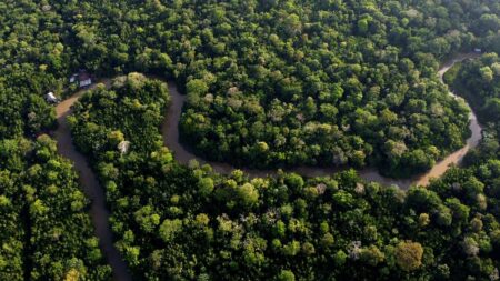 Eighteen EU countries call for EU Deforestation Law ‘simplification’