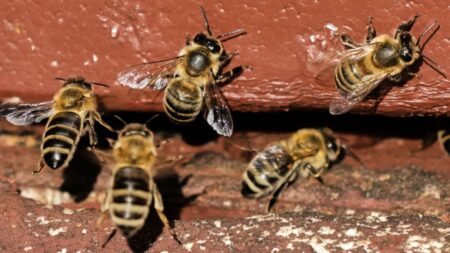 Three hospitalised after bees attack dozens of people in France