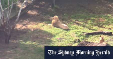 Woman loses arm, airlifted to Brisbane hospital after big cat mauling near Toowoomba