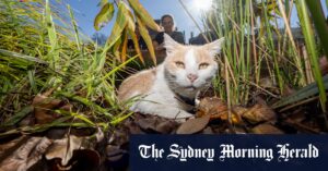 Fans celebrate at return of stolen Epworth hospital cat, Elwood