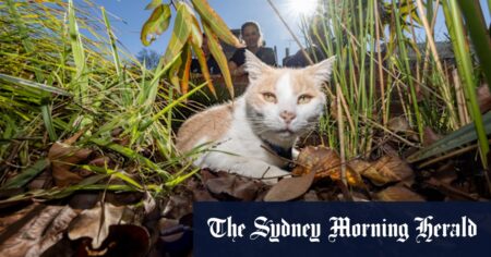 Fans celebrate at return of stolen Epworth hospital cat, Elwood