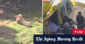 Woman loses arm in lion attack at Queensland zoo; Munster to play Origin after his father’s death; Police probe multiple deaths in homes in two states
