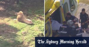 Woman was watching keepers work when lion attacked, Darling Downs Zoo says