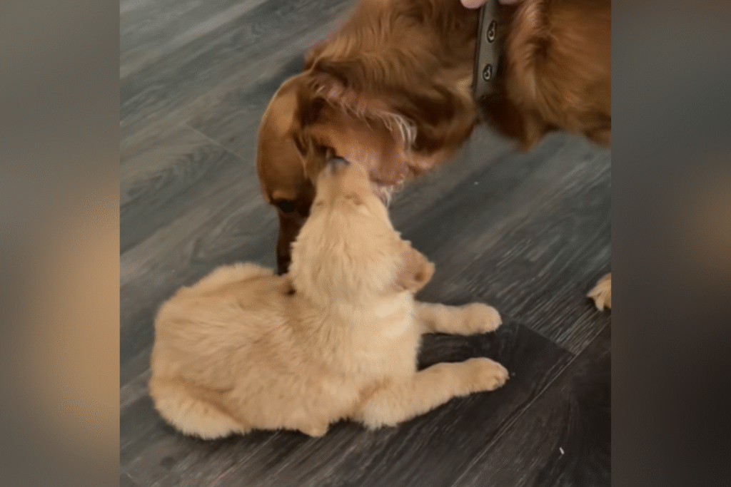 Golden Retriever Meets Little Brother for First Time—Viewers Can’t Cope