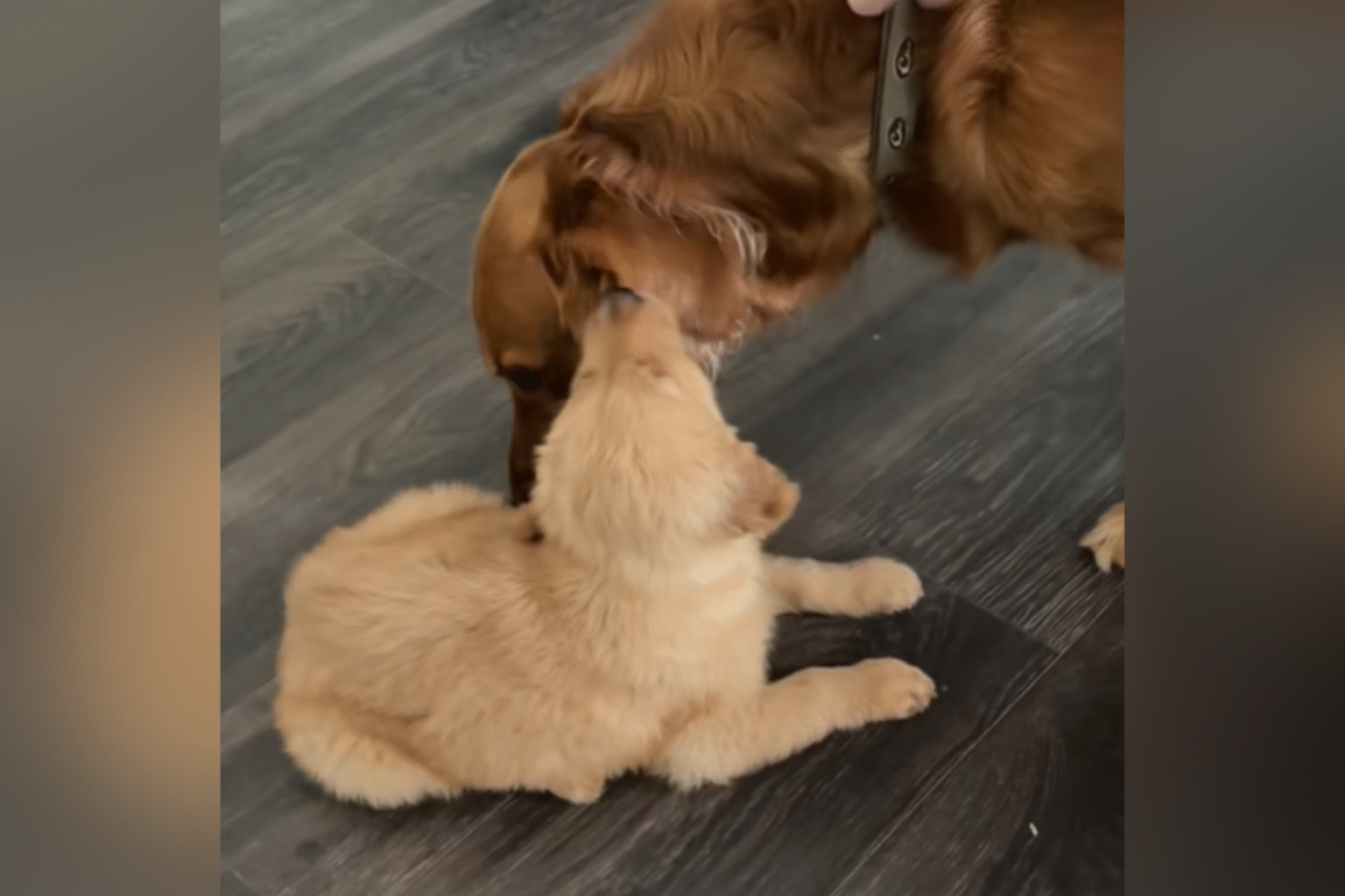 Golden Retriever Meets Little Brother for First Time—Viewers Can’t Cope