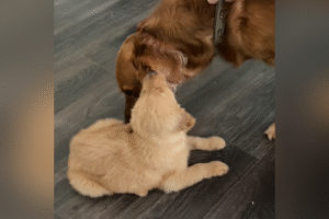 Golden Retriever Meets Little Brother for First Time—Viewers Can’t Cope
