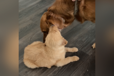 Golden Retriever Meets Little Brother for First Time—Viewers Can’t Cope