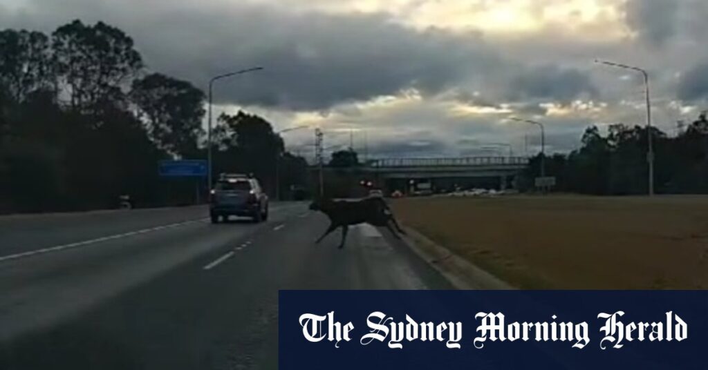 Footage shows deer narrowly miss car on ACT highway