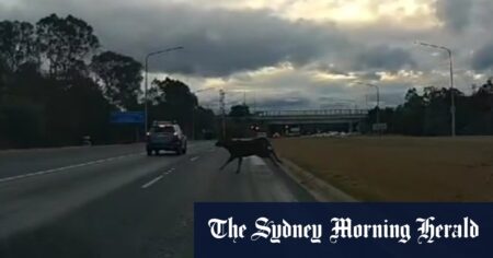 Footage shows deer narrowly miss car on ACT highway