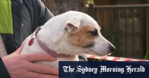 Dog hailed hero after home goes up in flames