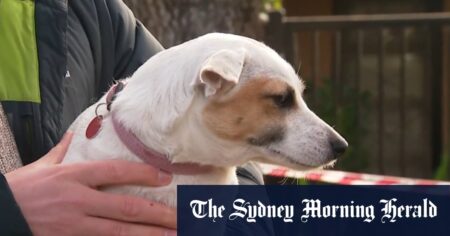 Dog hailed hero after home goes up in flames