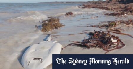 Multimillion-dollar investment to tackle SA algal bloom crisis