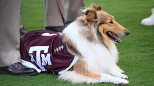 Reveille X, Texas A&M’s collie mascot, undergoes eye surgery following glaucoma diagnosis