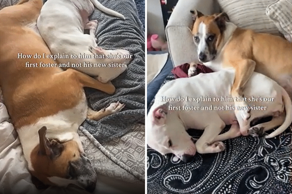Dog Thinks Deaf Rescue Is New Sibling—Owner’s Plan Breaks Hearts