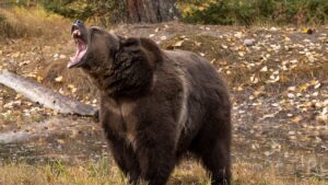 Woman saves husband’s life with bear spray during grizzly attack in wilderness