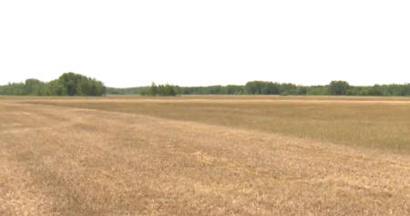 Manitoba farmers dealing with drought-plagued fields